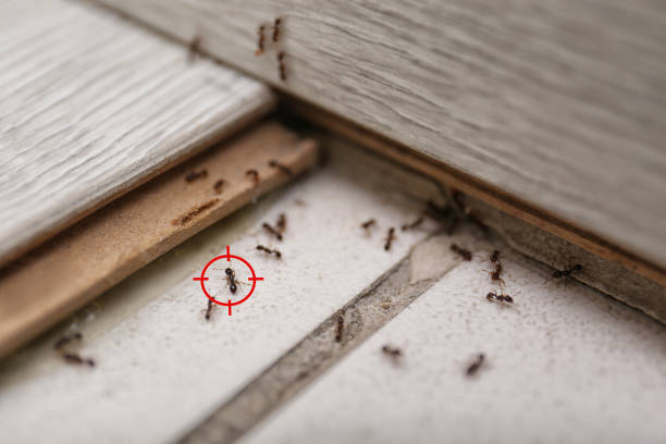 Best Affordable Pest Control Services  in Millport, AL