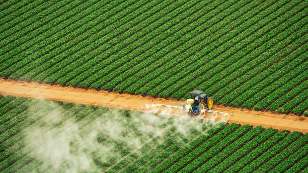Best Local Pest Control Services  in Millport, AL