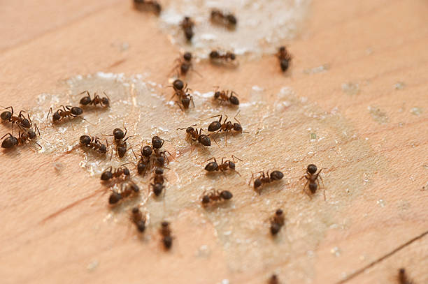 Best Emergency Pest Control  in Millport, AL