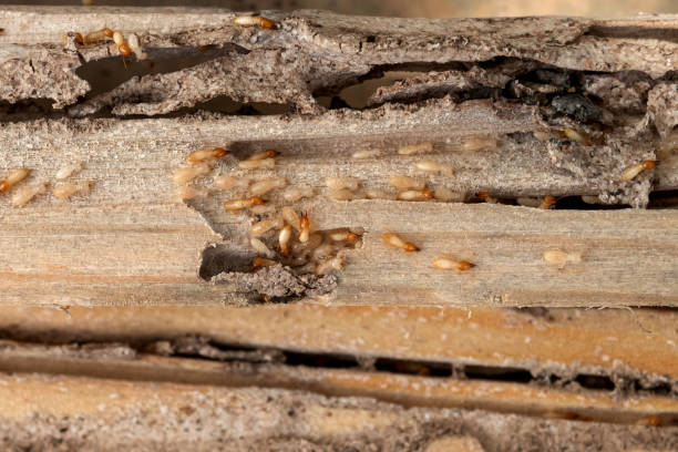 Best Flea Control Services  in Millport, AL