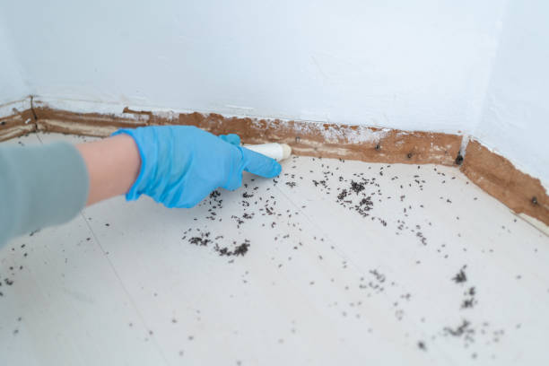 Best Cockroach Control Services  in Millport, AL